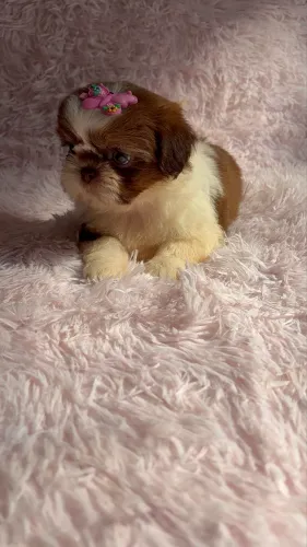 Shihtzu fêmea disponível