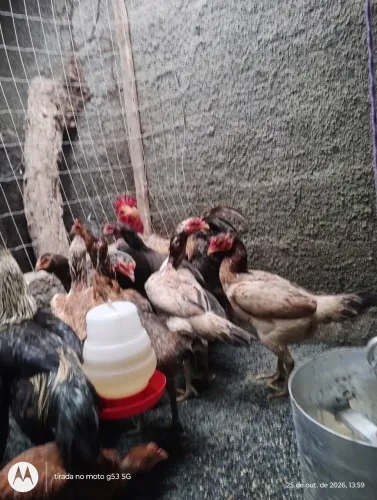 Galinhas índias  e galos caipira 