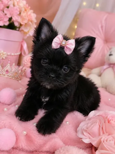 Lindíssima filhote de yorkshire fêmea black! Micro