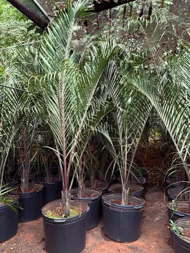 Palmeira Triangular - de 2 à 3m