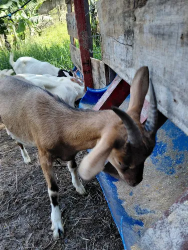 Casal de Cabras macho Sannen