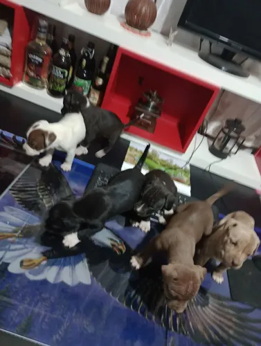 Filhotes  American Pitbull terrier
