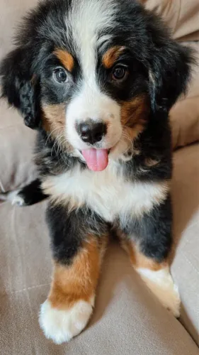 O cão perfeito para sua família