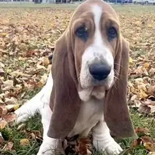 Basset Hound,Basset Hound Filhote Top Padrão da Raça