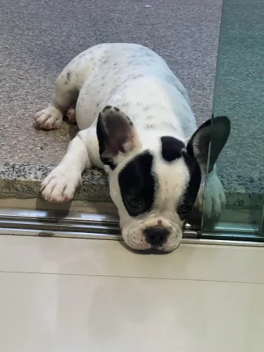 Buldogue francês pet