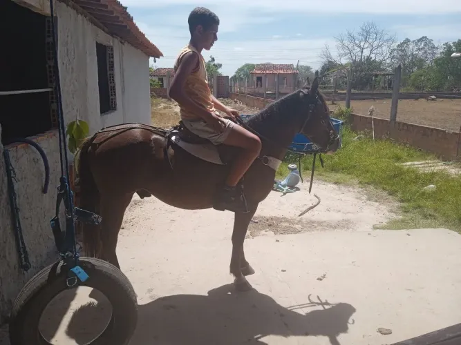 Vendo Piquira muito dócil com 3 anos de idade, ideal pra Criança.