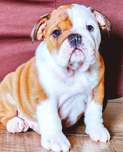 Filhote de Buldogue Inglês disponível! Forte, dócil e cheio de charme.