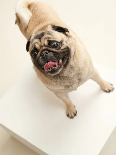 Pug