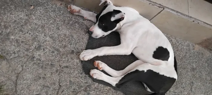 Pitbull