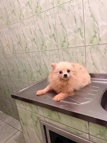Cachorro