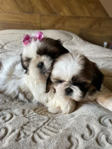 Shih Tzu brincalhão