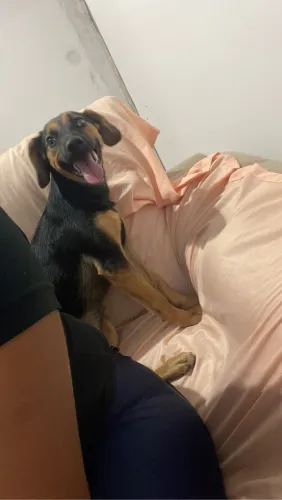 Doação porte médio urgente 