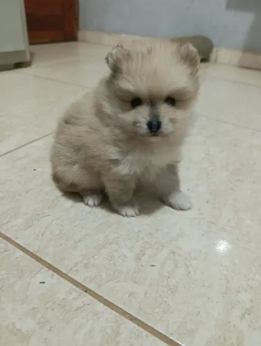 Lulu da Pomerânia
