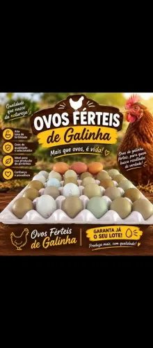 Ovos férteis de galinha legorne pura