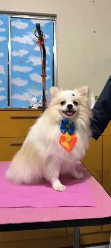 Padrinhador Lulu da Pomerânia Anão 