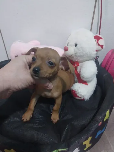 Pinscher