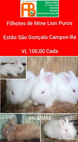 Filhotes de Mine Coelho Lion Puros 