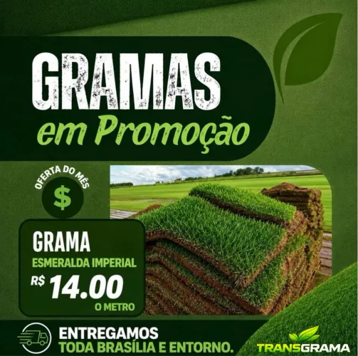 Grama Esmeralda Imperial