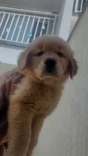 Filhote Golden Retriever, Seu novo amor de quatro patas está esperando!