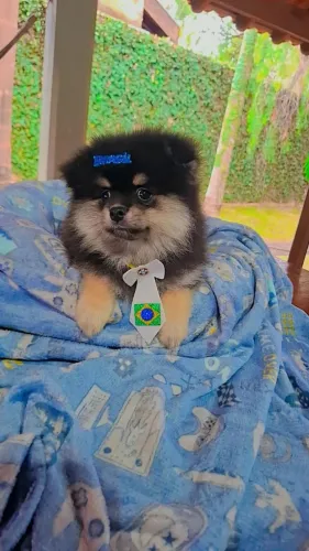 Spitz alemão macho