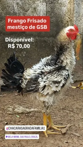Frango Frisado mestiço de GSB
