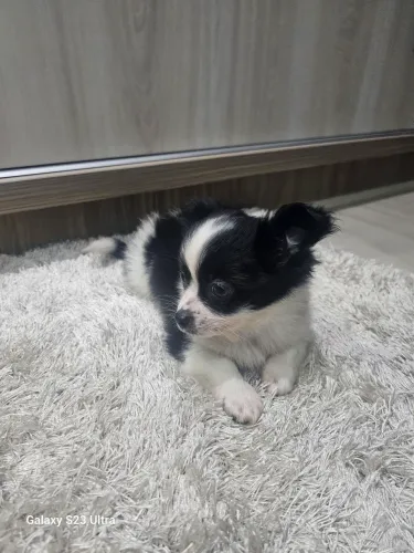 Cachorro