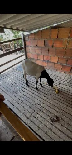 Animal