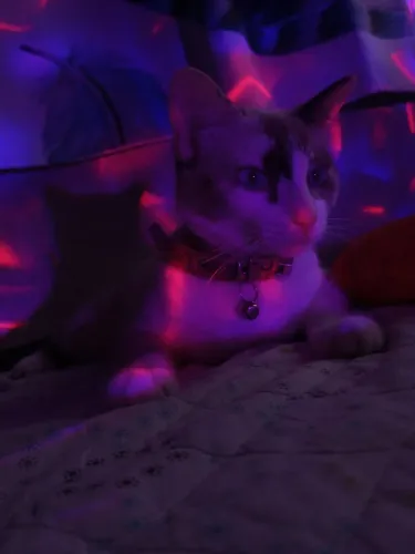 Doação de gata