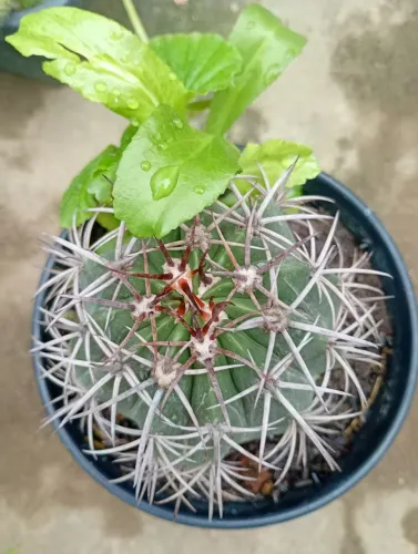 Cacto Cabeça de Frade...