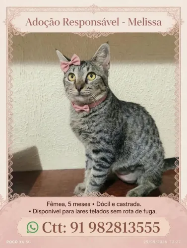 Doação Gata castrada.
