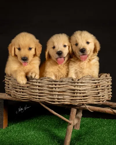Filhotes Golden Retriever