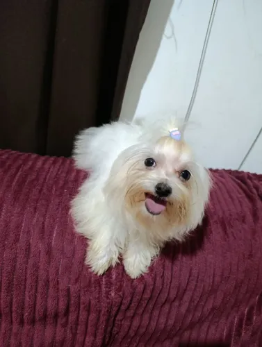 Maltês Mini Macho