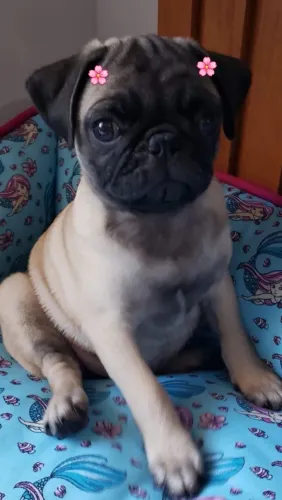 Femea PUG