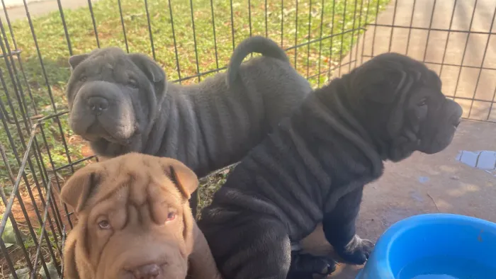 Shar pei