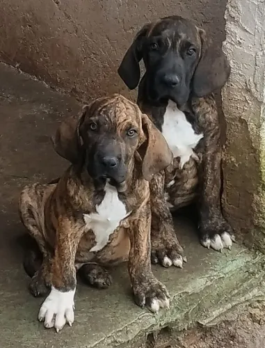 fila brasileiro , cão guarda filhotes disponíveis