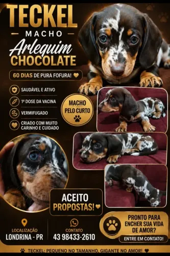 PROMOÇÃO..teckel salchicha MACHO ARLEQUIM CHOCOLATE 