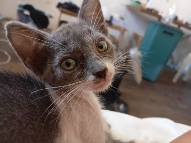 GATA PARA ADOÇÃO!!!