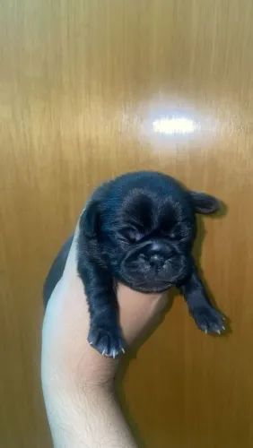 Pug machinho