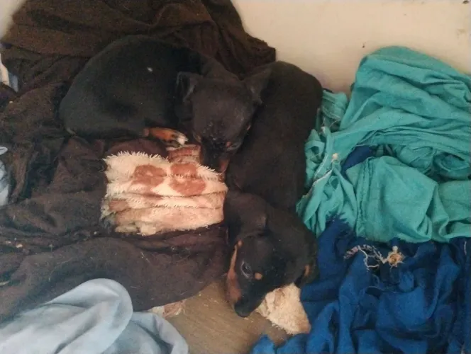 DASCHUND PRETO E BLACK E TAN