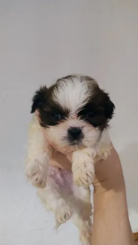 Filhote de cachorro de 40 dias