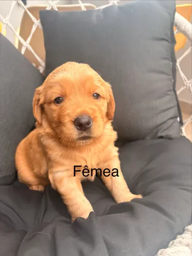 Filhotes de Golden Retriever
