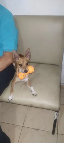 Cachorro pinty 