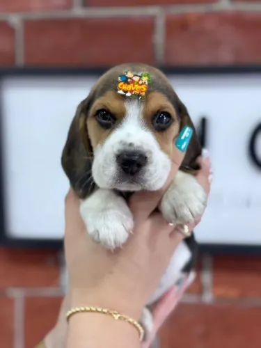 Beagle O amigo perfeito para sua família