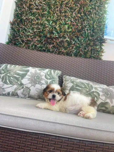 Shih-tzu macho filhote