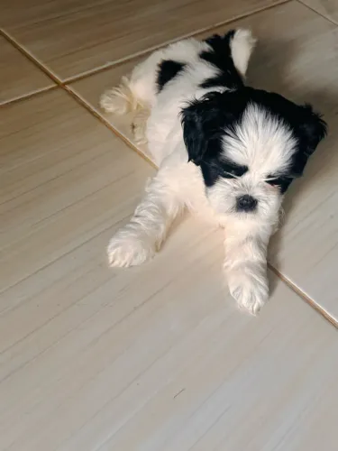Filhote shihtzu femea