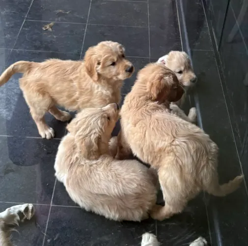 Filhotinhos de Golden ?
