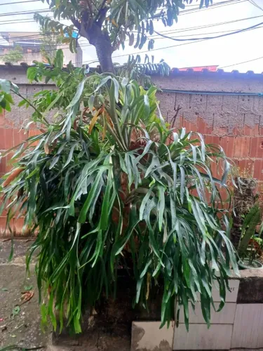 Chifre-de-Veado