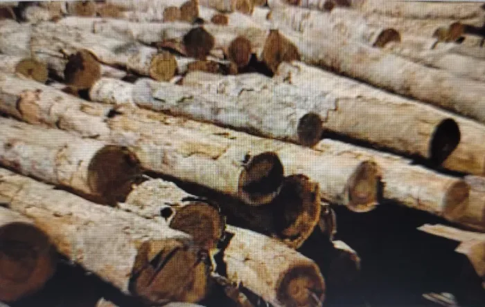 Pontaletes de eucalipto para obra