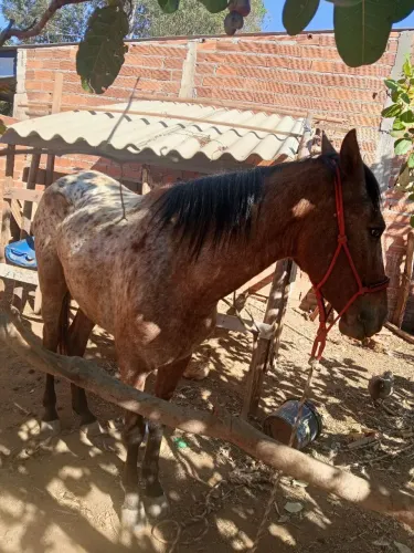 Vende se uma égua