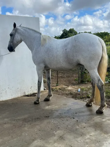 Égua tordilha